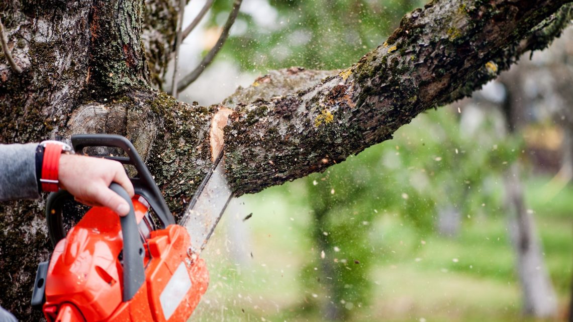 Knoxville’s Premier Landscape and Tree Removal Experts